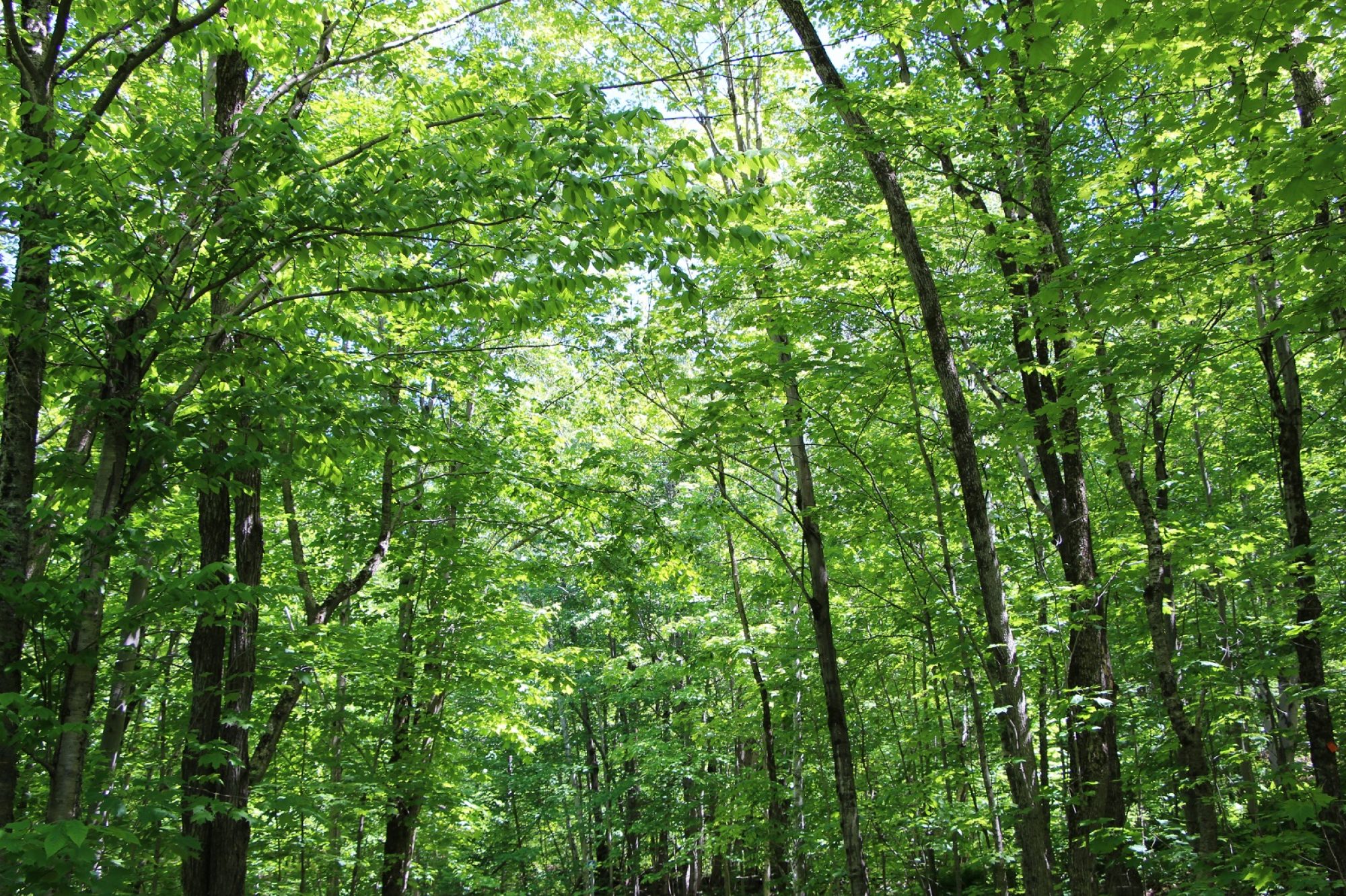 Forêt d'arbres feuillus