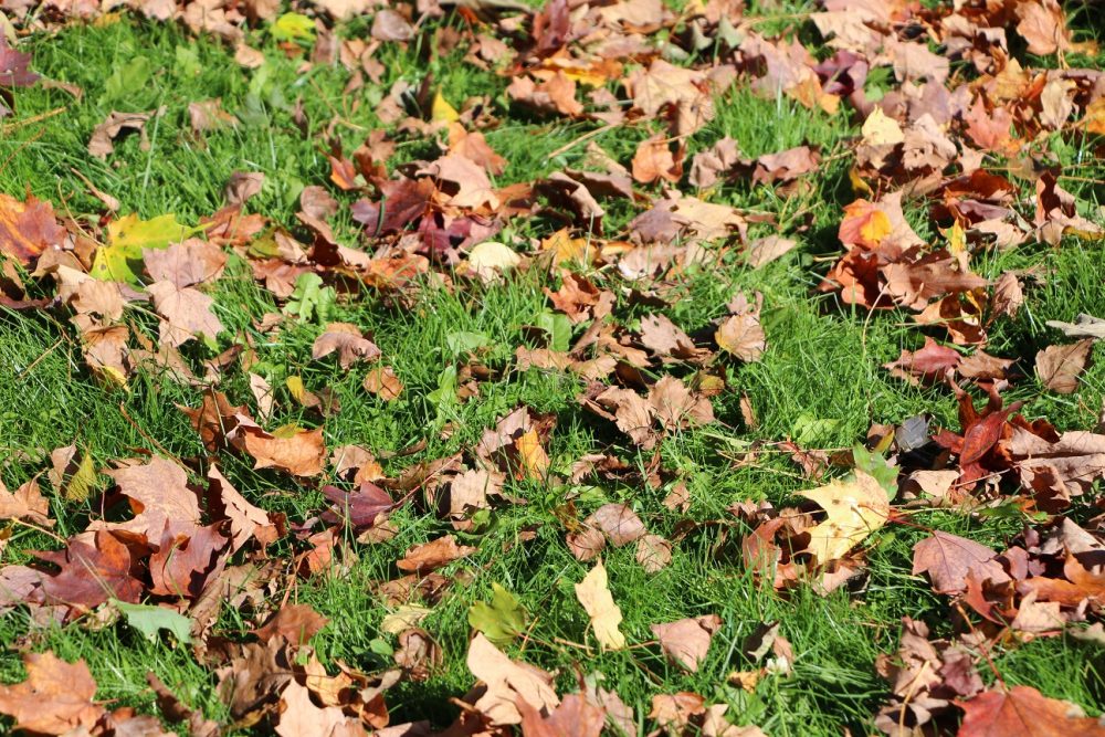 Feuilles d'arbres tombées sur le gazon à l'automne