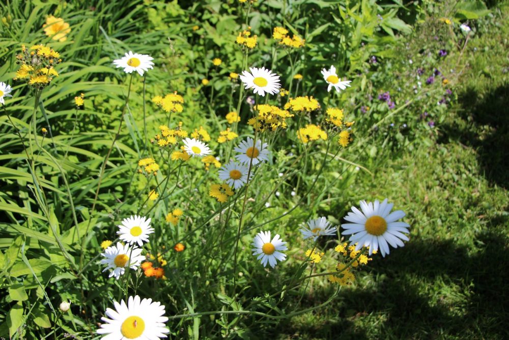 Marguerites et épervières parmi les herbacées.